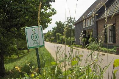 گولدن تولیپ زونبرجن