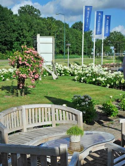 گولدن تولیپ زونبرجن