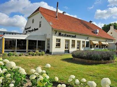 گولدن تولیپ زونبرجن