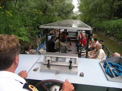 گولدن تولیپ زونبرجن