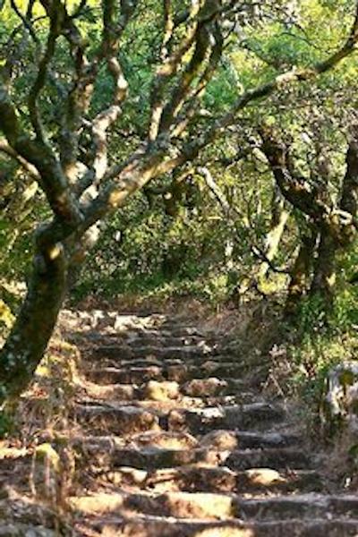 بوساکو پالاس