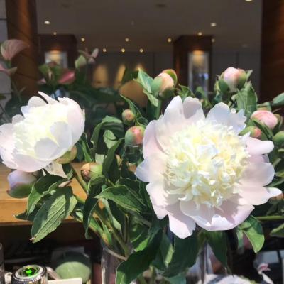 گوتل کپیتال