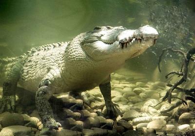 پولمان ریف هتل کاسینو