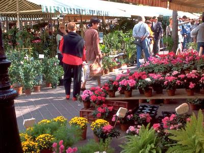 مرکور نیس مارچ اوکس فلورز