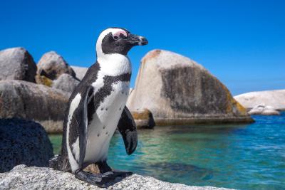 هیلتون کاپ تون سیتی سنتر