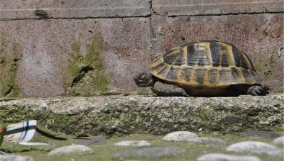 کیتاپوی هتل