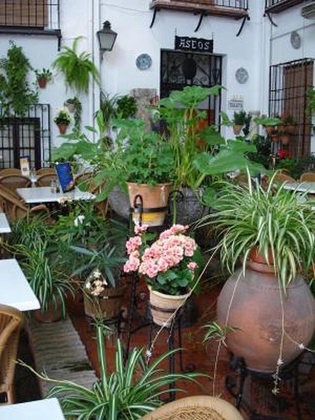 لز پاتیز