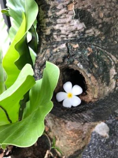 پاراگون این