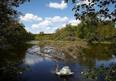 سیناتور هارالدسکر