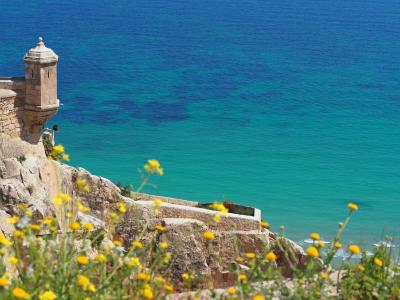 ملی آلیکانت