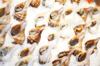 د وستین شنزهن نانشان