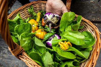 میلانو سالا