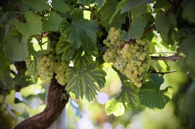 د وستین اسیدنی