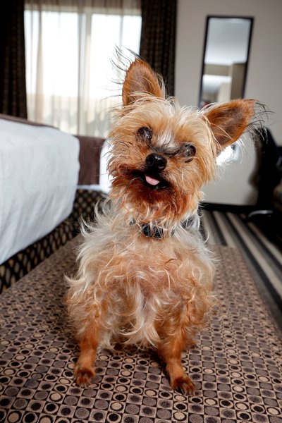 بست وسترن بلیرمر