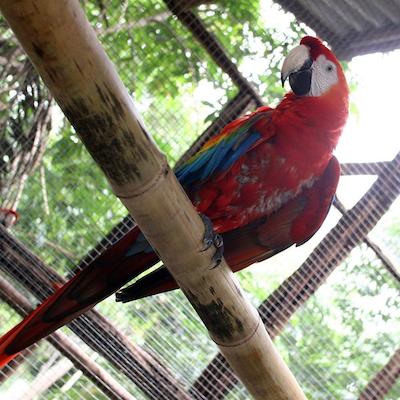 ترپیکال ماناوز اکریزرت