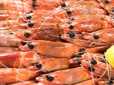 نوتل سورفرز پارادیس