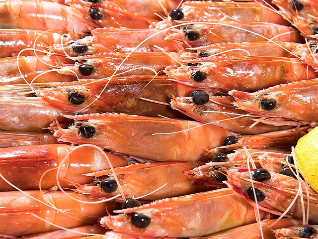 نوتل سورفرز پارادیس