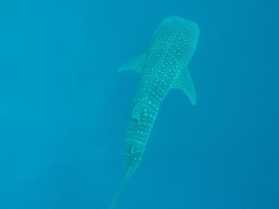 واکاروفالهی آیلند ریزورت