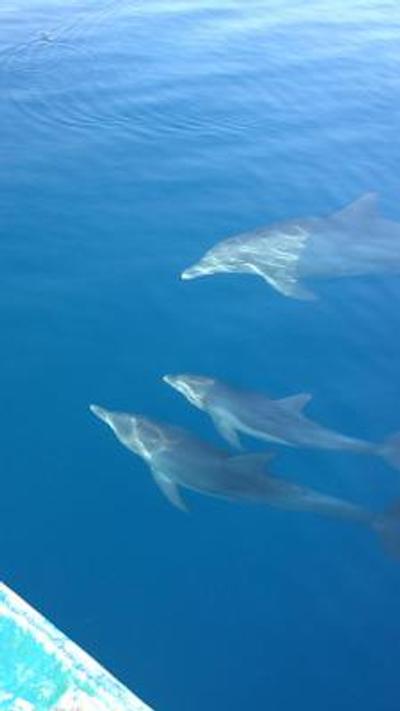 واکاروفالهی آیلند ریزورت