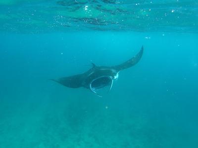 واکاروفالهی آیلند ریزورت