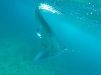 واکاروفالهی آیلند ریزورت