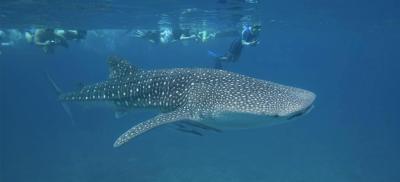 واکاروفالهی آیلند ریزورت