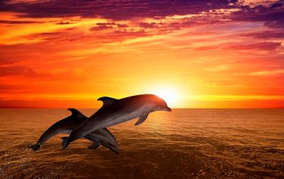 واکاروفالهی آیلند ریزورت