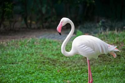 سرافین کنسینگتون اُلیمپیا هتل