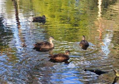 کمفرت این بوسلتون ریور ریزرت