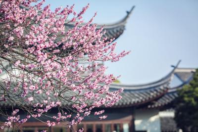 فور اسیسُنز هانگزهو ات وست لاک