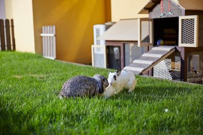 ویلیج رزیدنس رابرتسون کوای