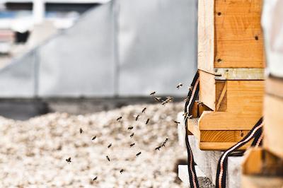 هتل دانیل وین