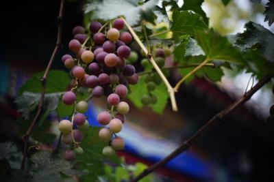 کت کور بیجینگ