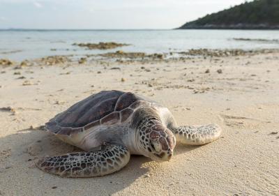 رایابوری ریزورت راچا آیلند