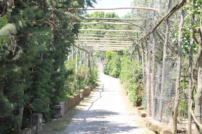 اگریتوریسمو پیکسلو پارادیسُ