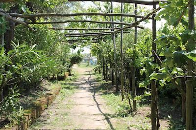 اگریتوریسمو پیکسلو پارادیسُ