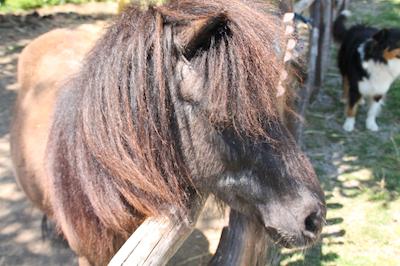 اگریتوریسمو پیکسلو پارادیسُ