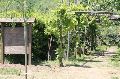 اگریتوریسمو پیکسلو پارادیسُ