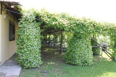 اگریتوریسمو پیکسلو پارادیسُ