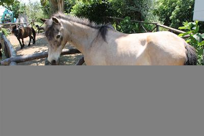 اگریتوریسمو پیکسلو پارادیسُ