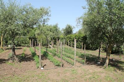 اگریتوریسمو پیکسلو پارادیسُ