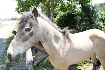 اگریتوریسمو پیکسلو پارادیسُ