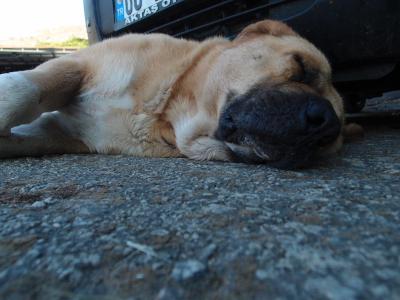 پانراما بوتیک هتل