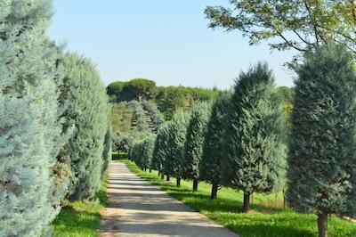 اسالسیانوم