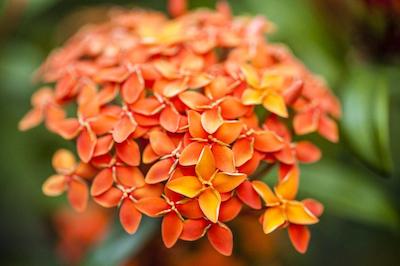 چالت سویس اپارت هتل