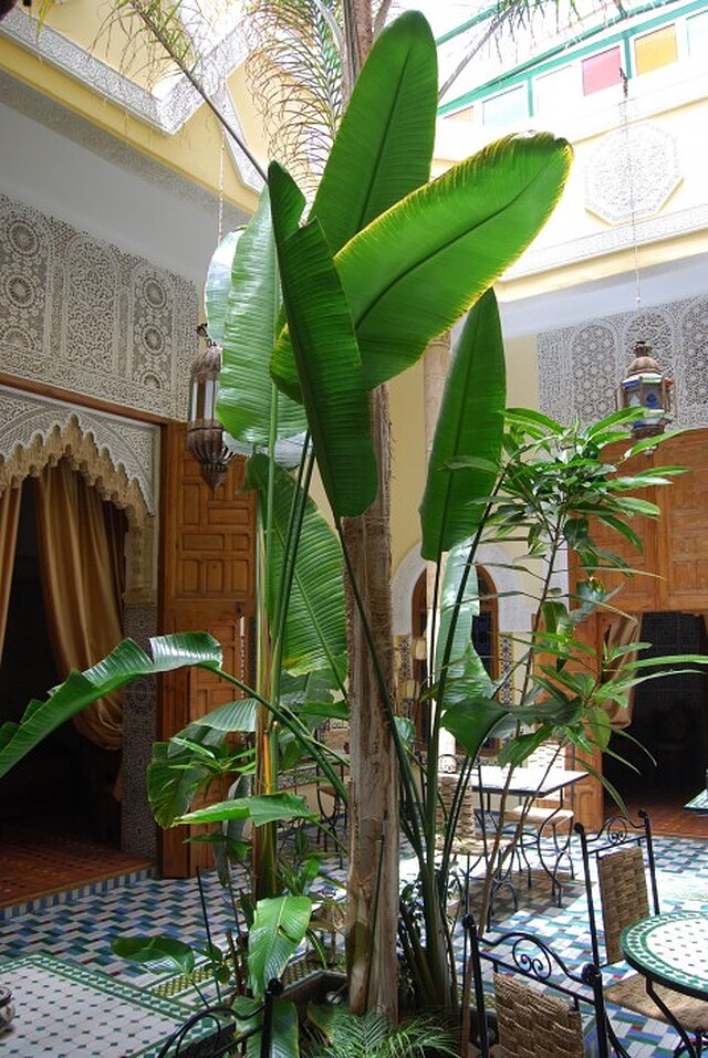 دار زوهور
