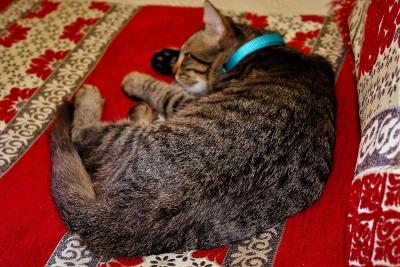 ریاد آلامین