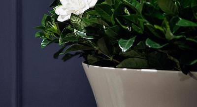 تون هوس کمپو د فیری