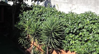 کمپانیل سویتز