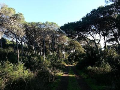 جیراسُلریل اُن د بیچ